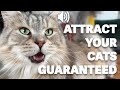 Attract your cat  meows to call your cat hq