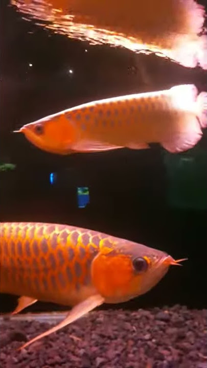 Arwana Super Red Harga 100juta ikan Arowana Mahal