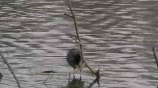 Cute Coot 2.MOD