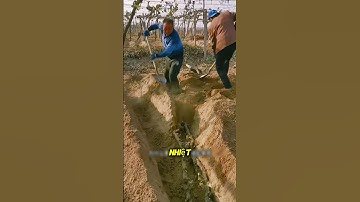 Cách người trung quốc bảo vệ nho qua mùa đông #short