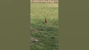 как поймать фазана