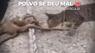 Polvo Se Deu Mal Com Gato Curioso à Beira-Mar! Cat vs Octopus fight
