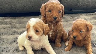 Puppy Pick Live! Mickey’s Petite Mini Goldendoodle Puppies