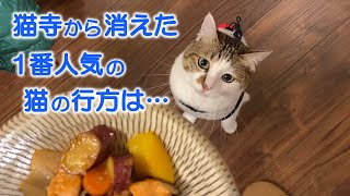 《猫の実話》猫が次々に捨てられてしまうお寺。猫寺として有名になってきた時、一番人気の猫が消えてしまった理由とは…