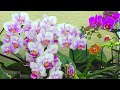 Удобрение для Орхидеи за 12 рублей, от которого РАСТУТ ЦВЕТОНОСЫ и ЦВЕТУТ ОРХИДЕИ!!!
