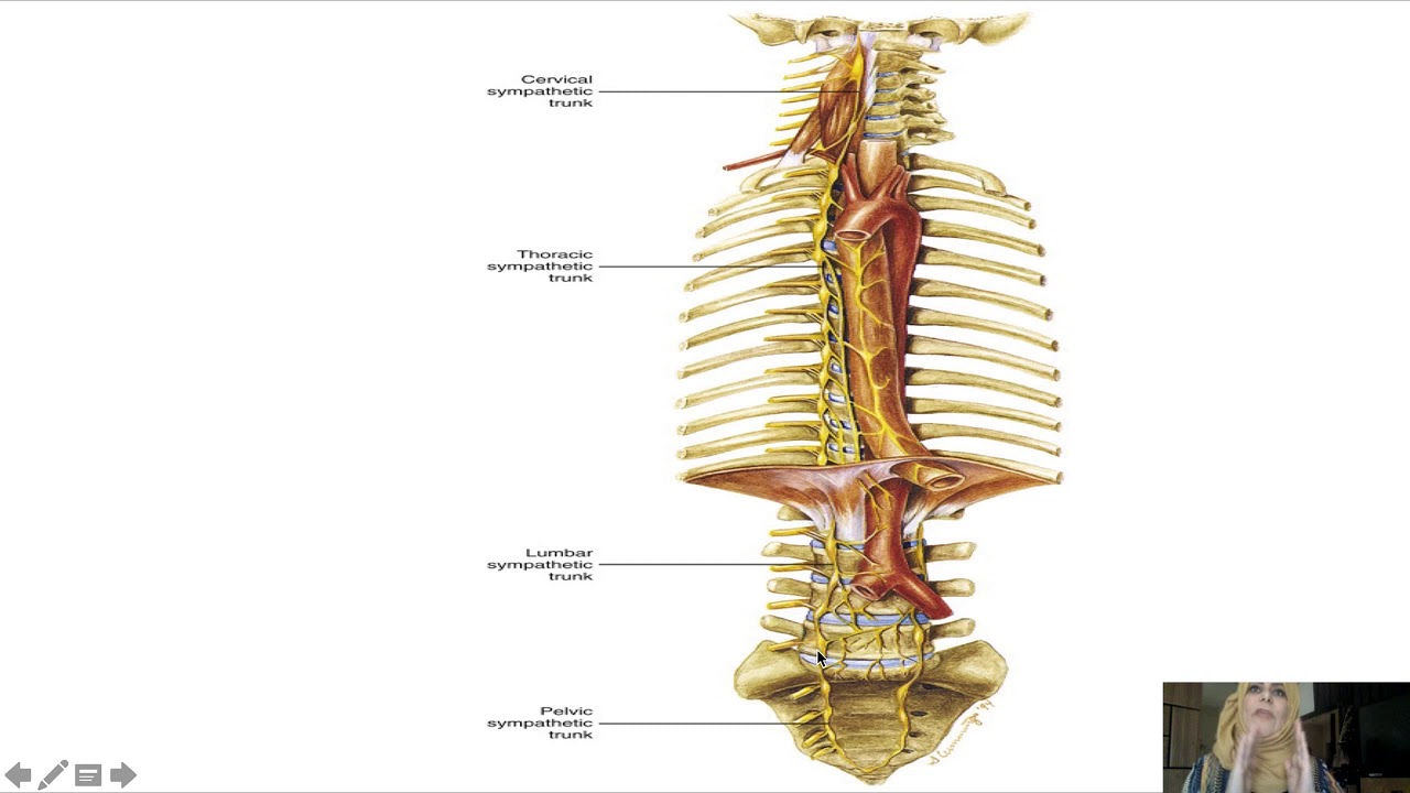 Autonomic nervous system