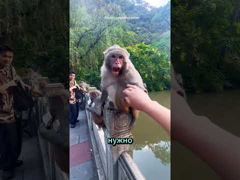 «Мальчик потрогал бабуина — и всё пошло не по плану!» 😳🐵