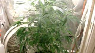 growing weed indoors 420 #3