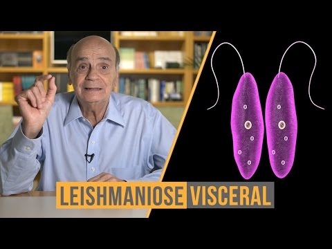 Leishmaniose visceral | Coluna #55