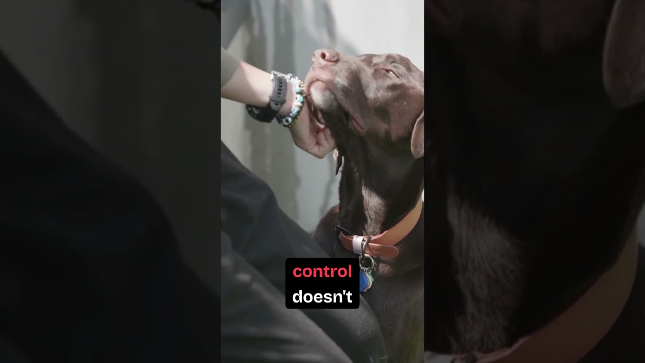 A Simple Way to Improve Your Pet’s Life