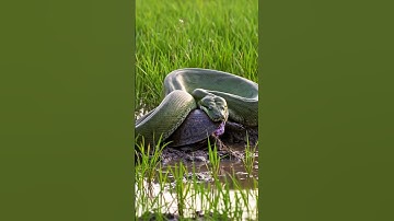 Python vs Turtle! 🐍🐢 #shorts