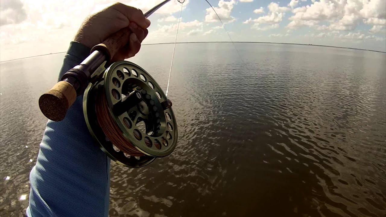 INSANE Drum FISHING ON FLY! YouTube