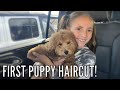 New PUPPY Gets her FIRST HAIRCUT! | Puppy Gets a New & Improved Bedroom!