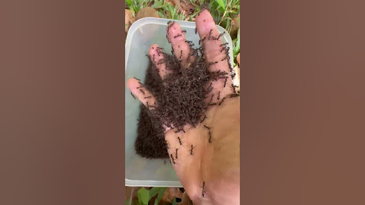 350,000 fire ants sting iQ cowboy is so much hurt