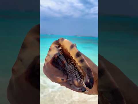 King Conch 👑