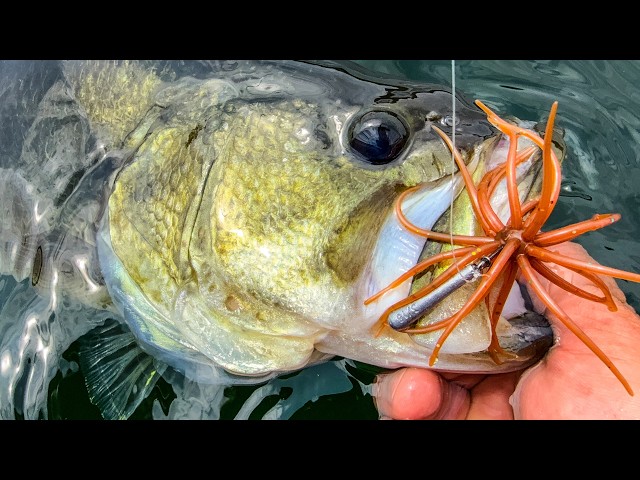 fishing line 500yrd spool Yo-Zuri HD Carbon Fluorocarbon Leader 20lb 500yd Pink Lucky Ff918-c Color LCD test1 Size:20