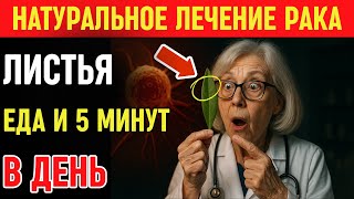 Почему листья оливы спасают от рака? защита от рака для пожилых людей без химии | Здоровье пожилых