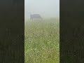 Cows in the mist