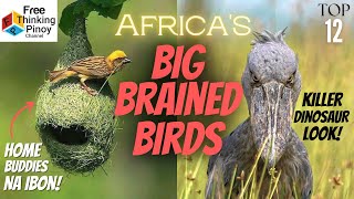 HANEP NA IBON!! Sa Africa mo Lang Makikita ang Ibon Na'to | TOP 12 BIRDS