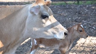 milking cows