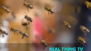 Swarm of bees shuts down New York midtown street