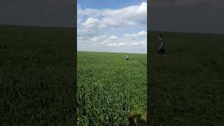 Ягдтерьер 8 Месяцев Джонни