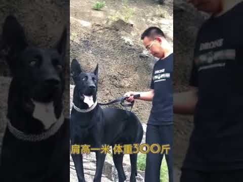 Video: Chó Có Mào Trung Quốc: Tiêu Chuẩn Giống