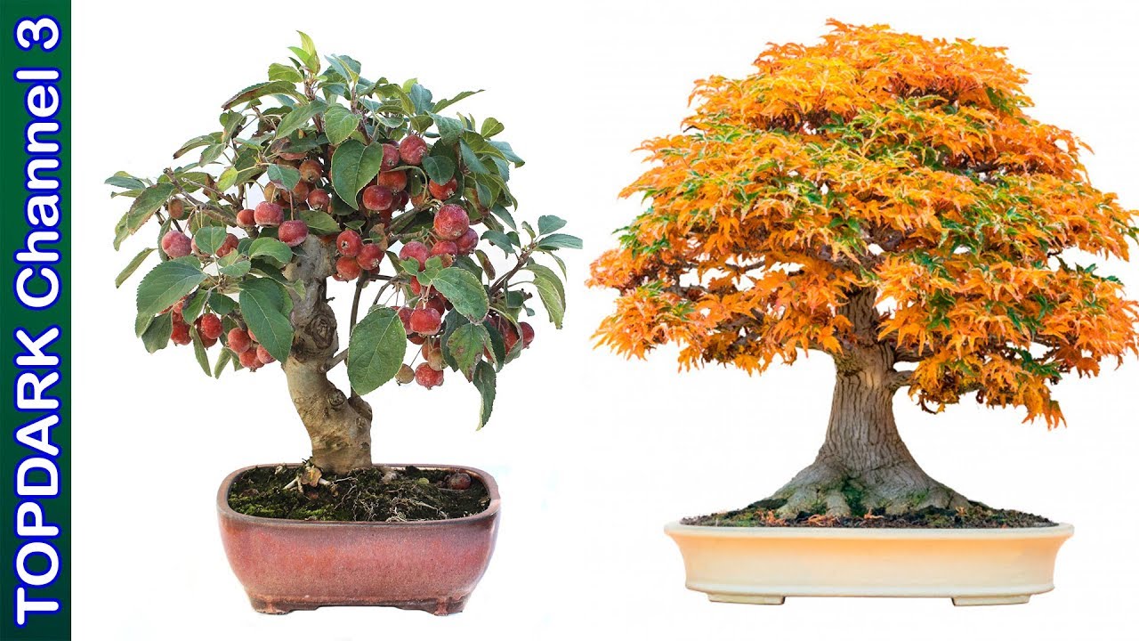 10 Bonsáis más hermosos del mundo