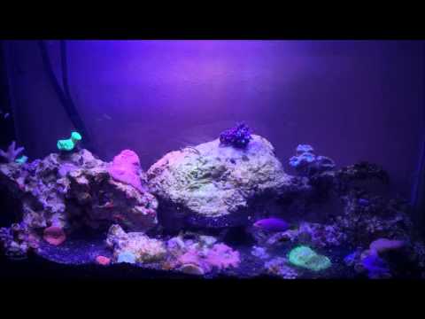 sb reef lights wifi