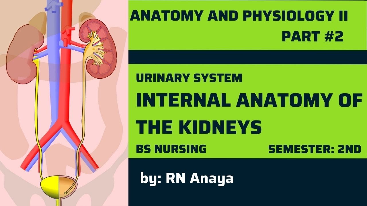 Internal Anatomy of the Kidneys Anatomy and Physiology2Cha2,Part2 KMU l lectures with