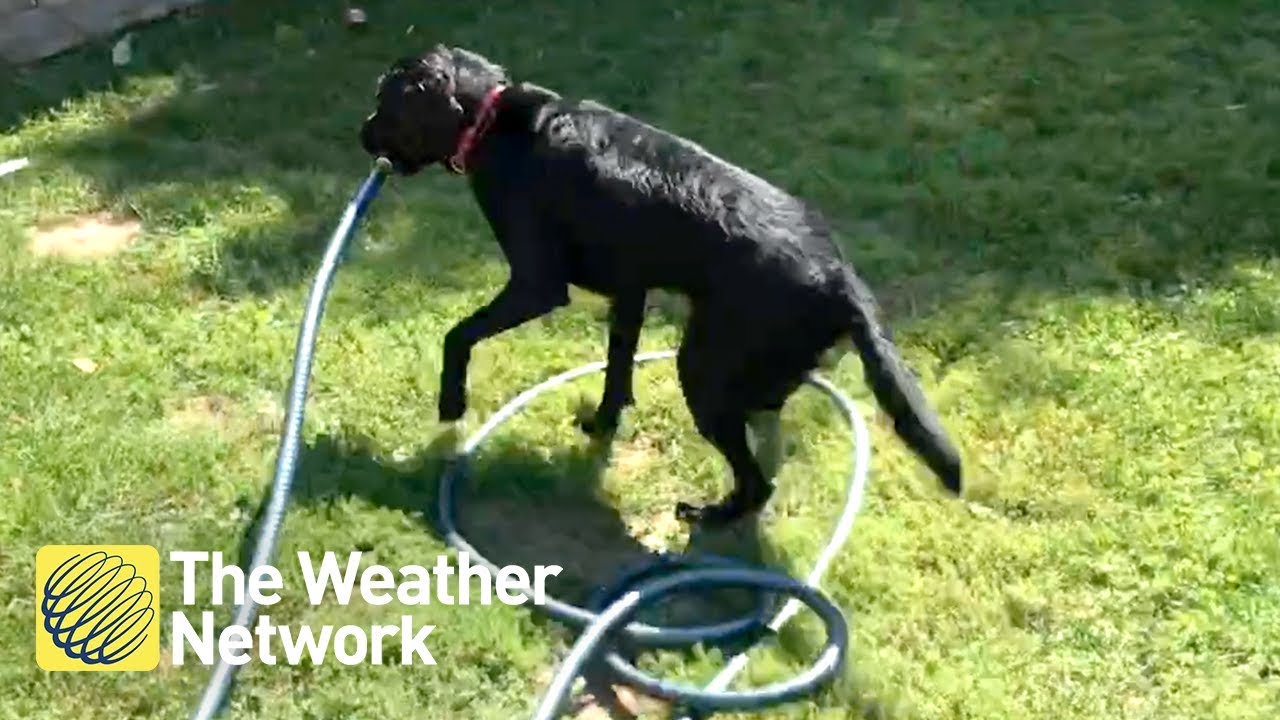 springboard Dog gets impatient in the heat, grabs the hose and fills up the pool herself