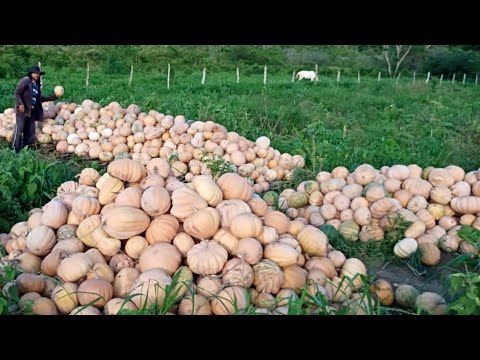 Vídeo: Quando plantar abóbora para mudas em 2021 na faixa do meio