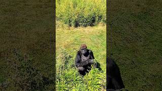 These Male Gorillas Are Enjoying The Sun 🌞 #Silverback #Gorilla #Eating