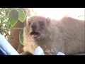 Singing Rock Rabbit (hyrax)