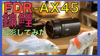 ビデオカメラSONY FDR-AX45で錦鯉を撮影してみた！