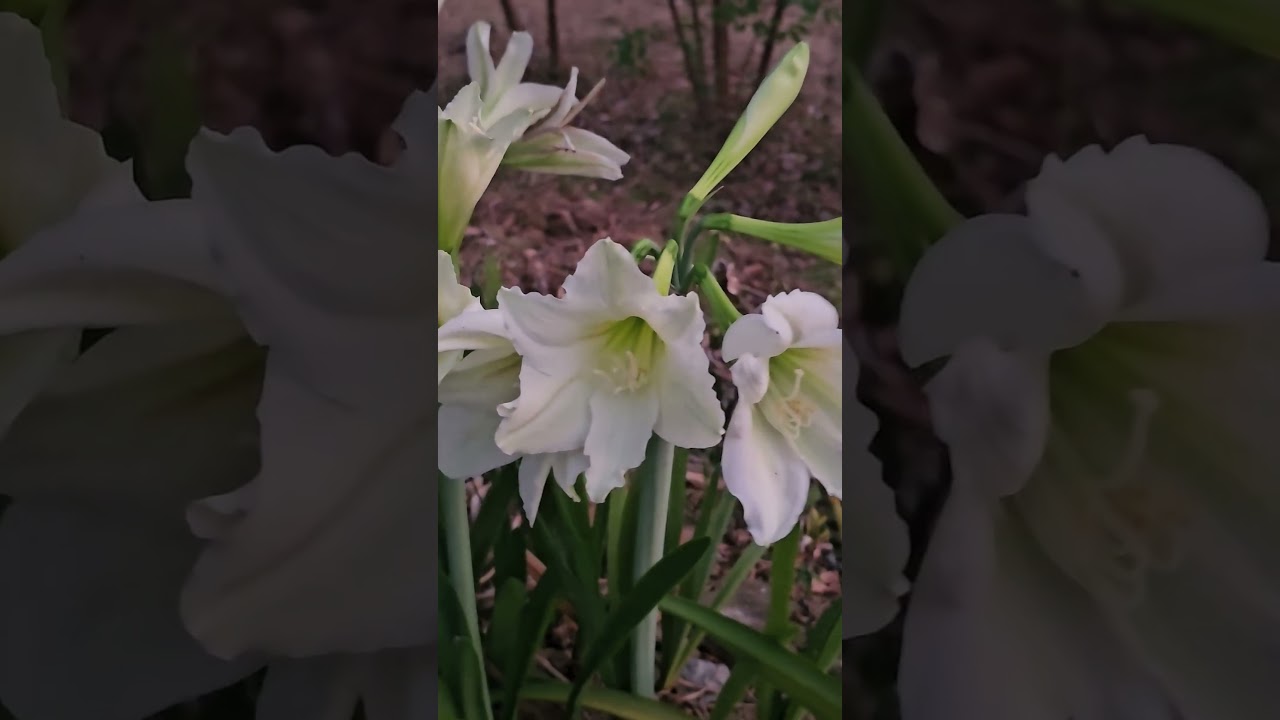 🙏💖 Позвоните по номеру 081-9236-685. Добавьте меня в Line, используя этот номер телефона в качест...