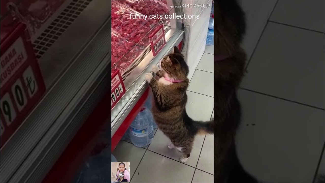 Funny cats collection 