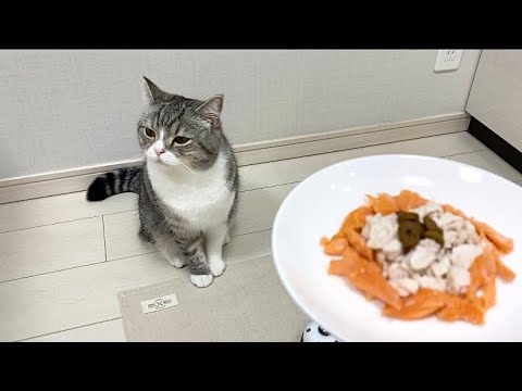 【悲報】猫に初めて手作り料理を振る舞ったらまさかのこうなりました…