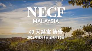 第14天 | 2026年8月20日 | 星期四 (成人)