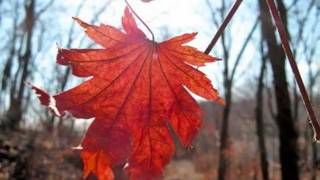Дидюля - Осенний лист chords