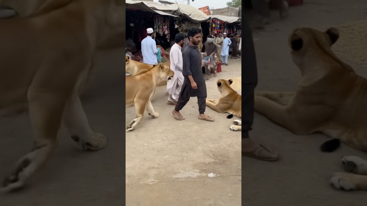 Lahore pet Market