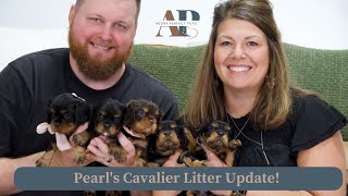 Pearl's Cavalier Litter Update! by Adora Perfect Pups 190 views 1 day ago 6 minutes, 49 seconds