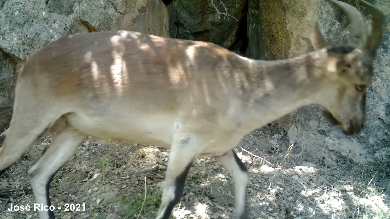 Fototrampeo en la Sierra Sur de Jaén con Boly MG983G 36MP 4G