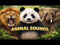 Your Child Will Love These Real Animal Sounds 🐾 | Kids Learning