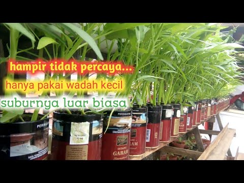 Video: Bisakah saya menanam di pot kaleng?