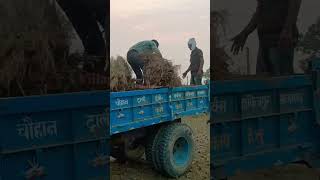 Arjan Velly।। Rahul Yadav।। vlogs viral youtubetrending villagelife kheti