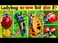 LadyBug का जीवन चक्र || Lifecycle Of Ladybug in hindi || Country Darshan