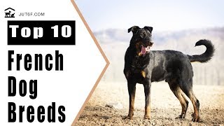 Top 10 French Dog Breeds by Just6F 1,358 views 6 years ago 8 minutes, 41 seconds