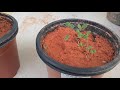 VID germinacao compostagem de esterco de gado vila verde zinnias