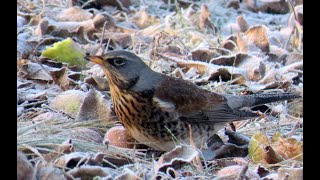 1613. Drozd kvíčala, Fieldfare, Wacholderdrossel, Kramsvogel, Рябинник, Kwiczoł, Grive litorne